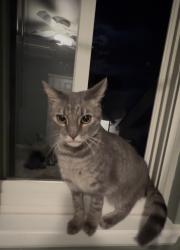Reunited Unknown Cat last seen East otero and south Oneida, Centennial, CO 80112