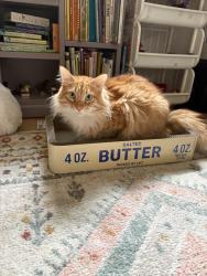 Reunited Male Cat last seen Strawberry Park, Mill Valley, CA 94941