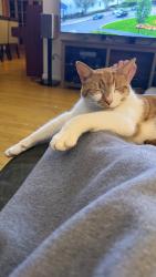 Lost Male Cat last seen Joan dr, Stanhope, NJ 07874