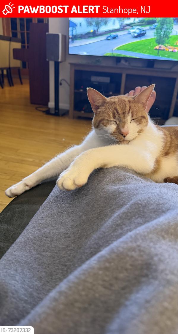 Lost Male Cat last seen Joan dr, Stanhope, NJ 07874