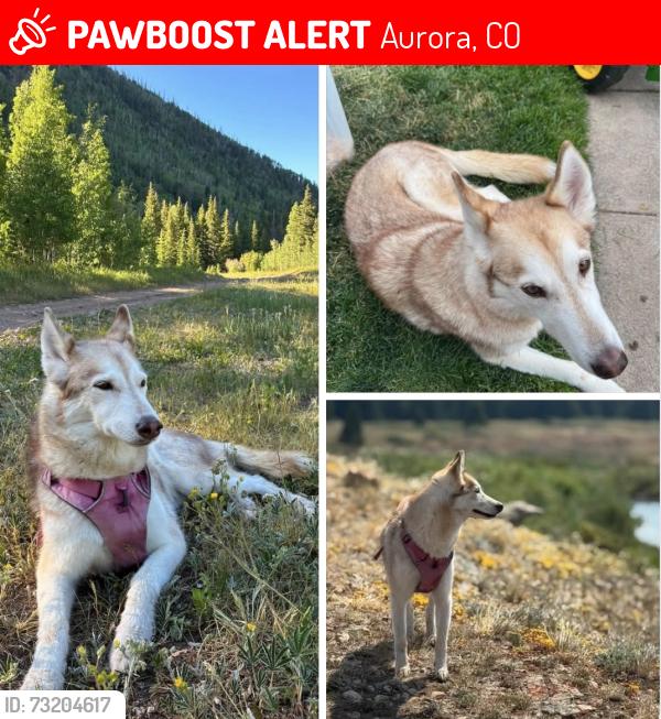 Lost Female Dog last seen 13th and Emporia st, Aurora, CO 80010