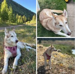 Lost Female Dog last seen 13th and Emporia st, Aurora, CO 80010