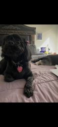 Lost Female Dog last seen Plainfield IL, Plainfield, IL 60586