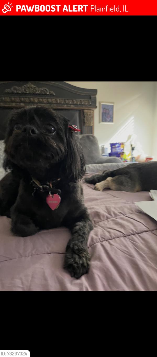 Lost Female Dog last seen Plainfield IL, Plainfield, IL 60586
