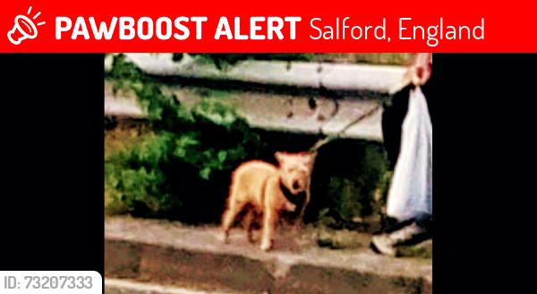 Lost Female Dog last seen Regent street, Salford, England 