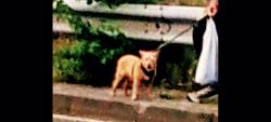 Lost Female Dog last seen Regent street, Salford, England 