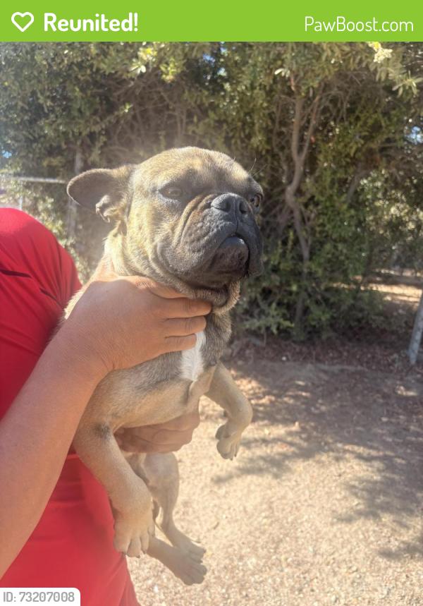 Reunited Male Dog last seen Willow Ct, Hesperia, CA 92345, USA, Hesperia, CA 92345