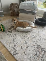 Found/Stray Female Dog last seen Near E 96th St S, Tulsa, OK 74133, Tulsa, OK 74133