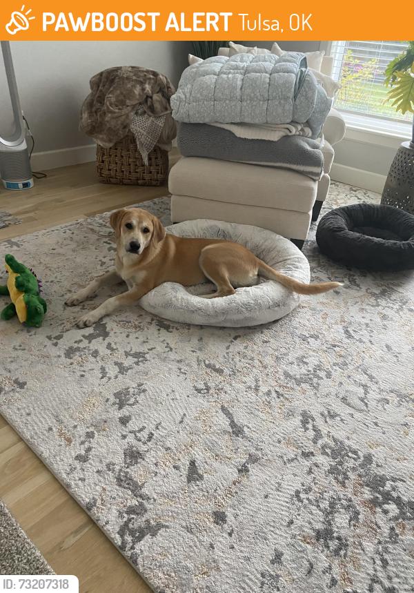 Found/Stray Female Dog last seen Near E 96th St S, Tulsa, OK 74133, Tulsa, OK 74133
