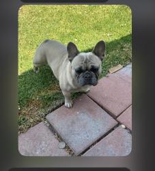 Reunited Male Dog last seen Compton car wash, Compton, CA 90221