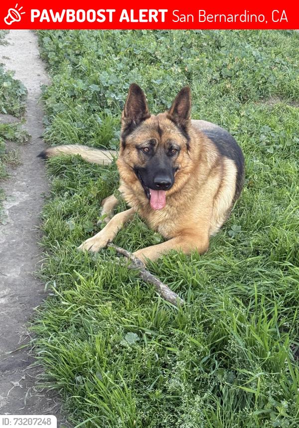Lost Male Dog last seen Baseline/del Rosa, San Bernardino, CA 92410