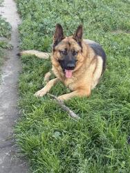 Lost Male Dog last seen Baseline/del Rosa, San Bernardino, CA 92410