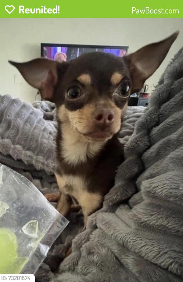 Reunited Male Dog last seen Churchview and Wildwood, Pittsburgh, PA 15227