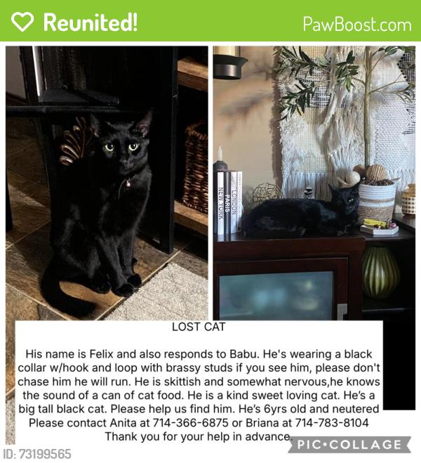 Reunited Male Cat last seen Near W Coolidge Ave, Anaheim, CA 92801, USA, Anaheim, CA 92801