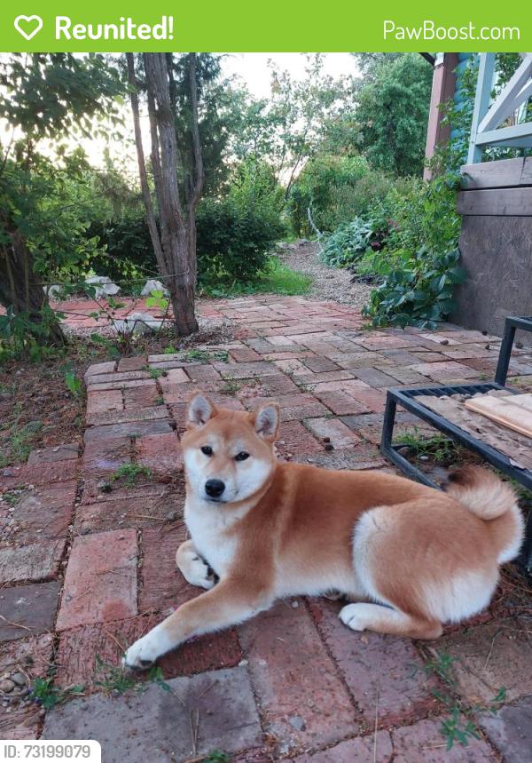 Reunited Female Dog last seen Oglethorpe Street NW, Washington, DC, Washington, DC 20011