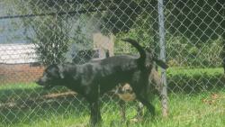 Found/Stray Male Dog last seen Hammett and little mountain, Wellford, SC 29385