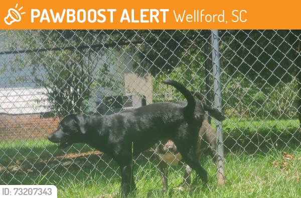 Found/Stray Male Dog last seen Hammett and little mountain, Wellford, SC 29385