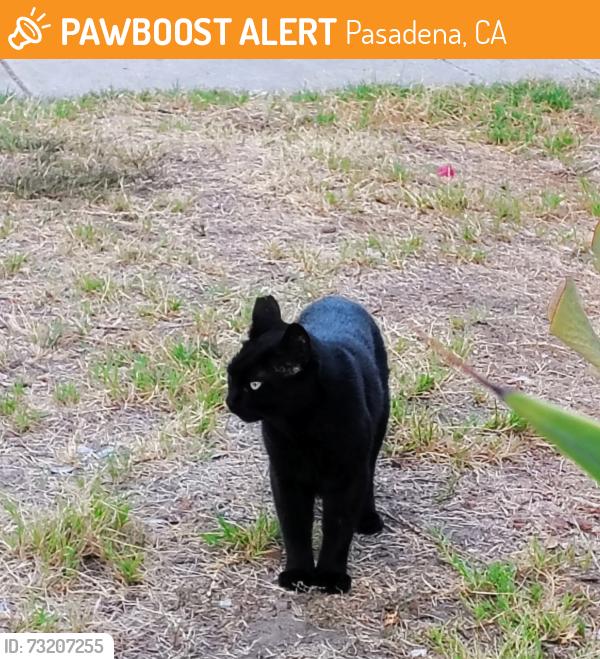Found/Stray Female Cat last seen Cooley Place Pasadena CA, Pasadena, CA 91107