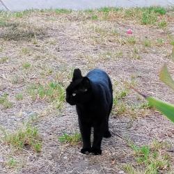 Found/Stray Female Cat last seen Cooley Place Pasadena CA, Pasadena, CA 91107