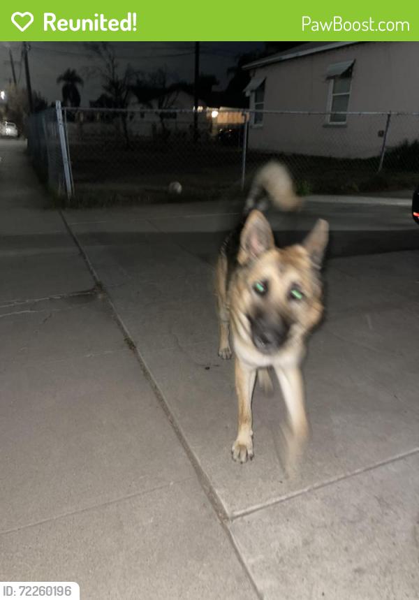 Reunited Male Dog last seen N Pico Ave & W 10th St, San Bernardino, CA 92411, USA, San Bernardino, CA 92411