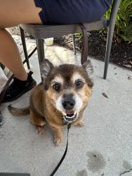 Reunited Male Dog last seen St John’s Bluff / Atlantic Blvd, Jacksonville, FL 32246