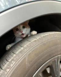 Found/Stray Unknown Cat last seen Park blvd, Seminole, FL 33776