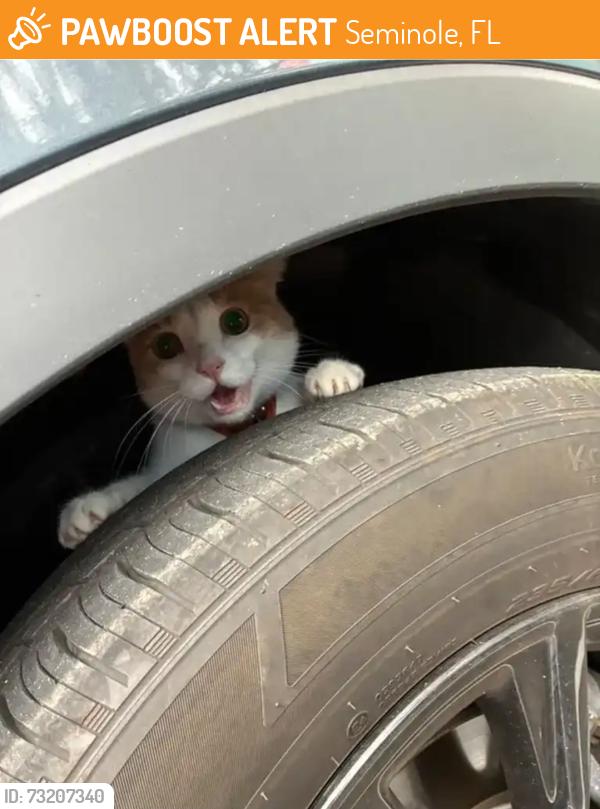 Found/Stray Unknown Cat last seen Park blvd, Seminole, FL 33776