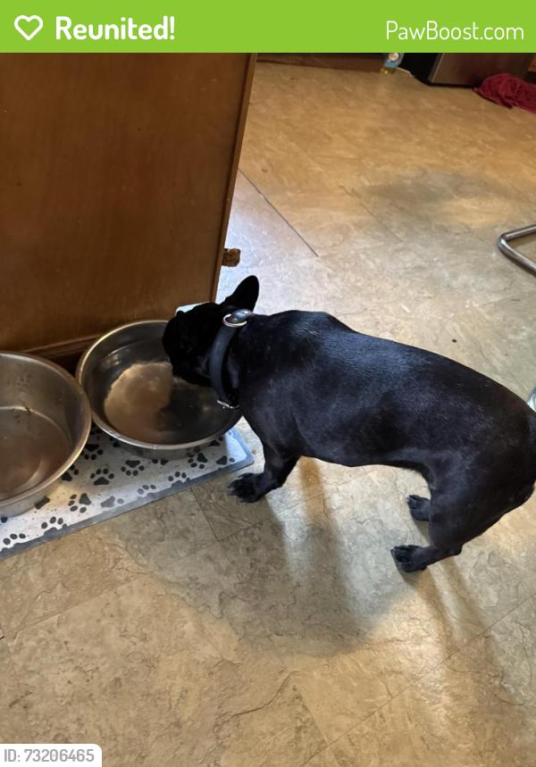 Reunited Female Dog last seen McCord & Nebraska, Lucas County, OH 43617