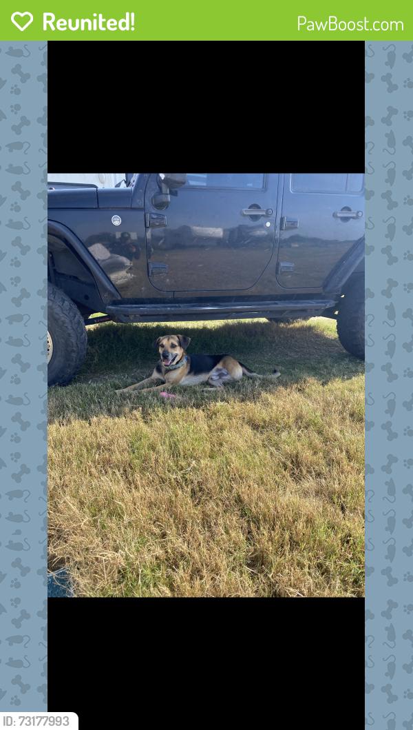 Reunited Male Dog last seen LJ parkway & hangerson, Sugar Land, TX 77479