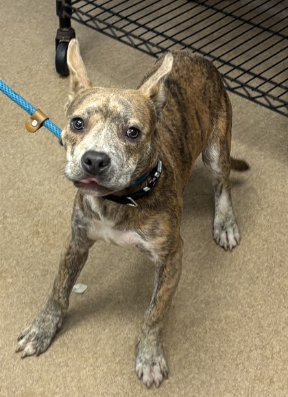 Shelter Stray Male Dog last seen Near Taffeta Trail, 30058, GA, 3280 Chamblee Dunwoody Rd, Chamblee, GA 30341, USA