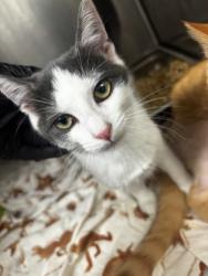 Shelter Stray Female Cat last seen Near rays road, 30083, GA, 3280 Chamblee Dunwoody Rd, Chamblee, GA 30341, USA