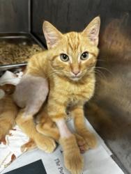 Shelter Stray Male Cat last seen Near Perimeter Center Place, 30346, GA, 3280 Chamblee Dunwoody Rd, Chamblee, GA 30341, USA