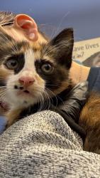 Shelter Stray Female Cat last seen Near Summerwalk Pkwy, Tucker, GA 30084, 30084, GA, 3280 Chamblee Dunwoody Rd, Chamblee, GA 30341, USA
