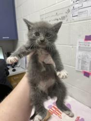 Shelter Stray Female Cat last seen Near blk E 22nd St Balt., MD 21218, 21218, MD, 2490 Giles Rd, Baltimore, MD 21225, USA