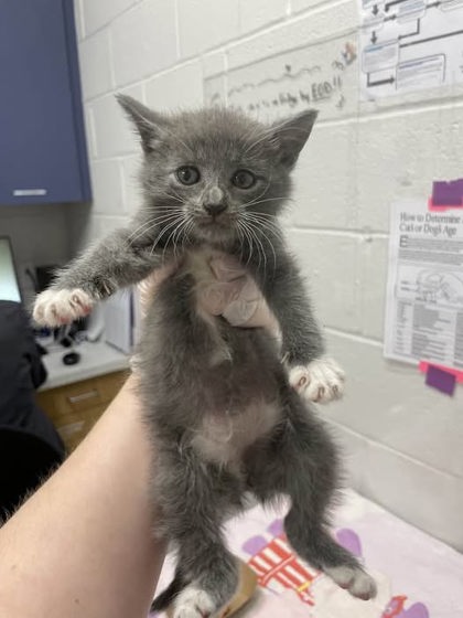 Shelter Stray Female Cat last seen Near blk E 22nd St Balt., MD 21218, 21218, MD, 2490 Giles Rd, Baltimore, MD 21225, USA