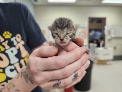 Shelter Stray Female Cat last seen Avondale Ave, 43607, OH, 827 Illinois Ave, Maumee, OH 43537, USA