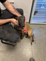 Shelter Stray Male Dog last seen Lost Hills Rd & Westside HWY 33, Coalinga Zone Fresno CO 1B 93210, CA, 1510 W Dan Ronquillo Dr, Fresno, CA 93706, USA