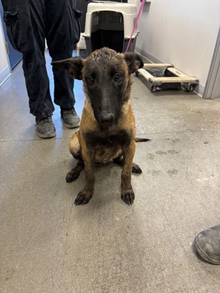 Shelter Stray Female Dog last seen Lost Hills Rd & Westside HWY 33, Coalinga Zone Fresno CO 1B 93210, CA, 1510 W Dan Ronquillo Dr, Fresno, CA 93706, USA