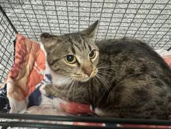 Shelter Stray Female Cat last seen Near Landbrook Drive, City of Knoxville ASO, TN, 3201 Division St, Knoxville, TN 37919, USA