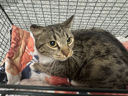 Shelter Stray Female Cat last seen Near Landbrook Drive, City of Knoxville ASO, TN, 3201 Division St, Knoxville, TN 37919, USA