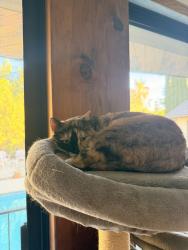 Lost Female Cat last seen Foothill and Rosemont, La Crescenta-Montrose, CA 91214