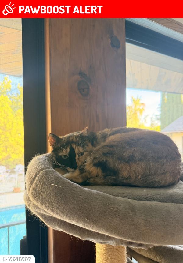 Lost Female Cat last seen Foothill and Rosemont, La Crescenta-Montrose, CA 91214
