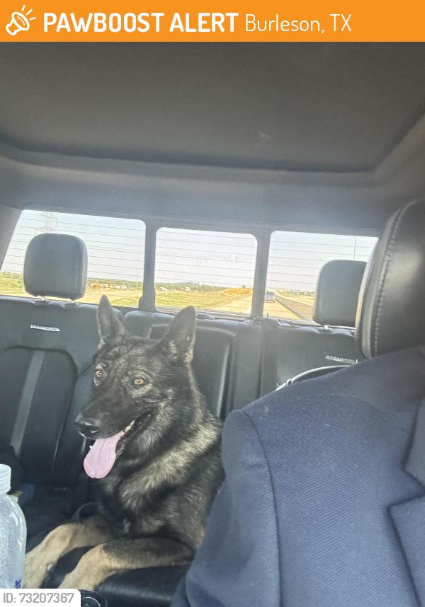 Found/Stray Male Dog last seen burleson car wash, Burleson, TX 76028