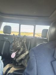 Found/Stray Male Dog last seen burleson car wash, Burleson, TX 76028