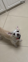 Lost Female Dog last seen Balboa blvd, Newport Beach, CA 92661