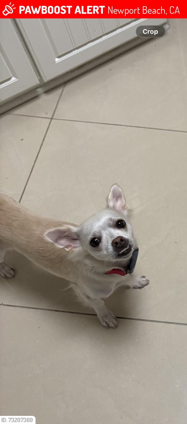 Lost Female Dog last seen Balboa blvd, Newport Beach, CA 92661