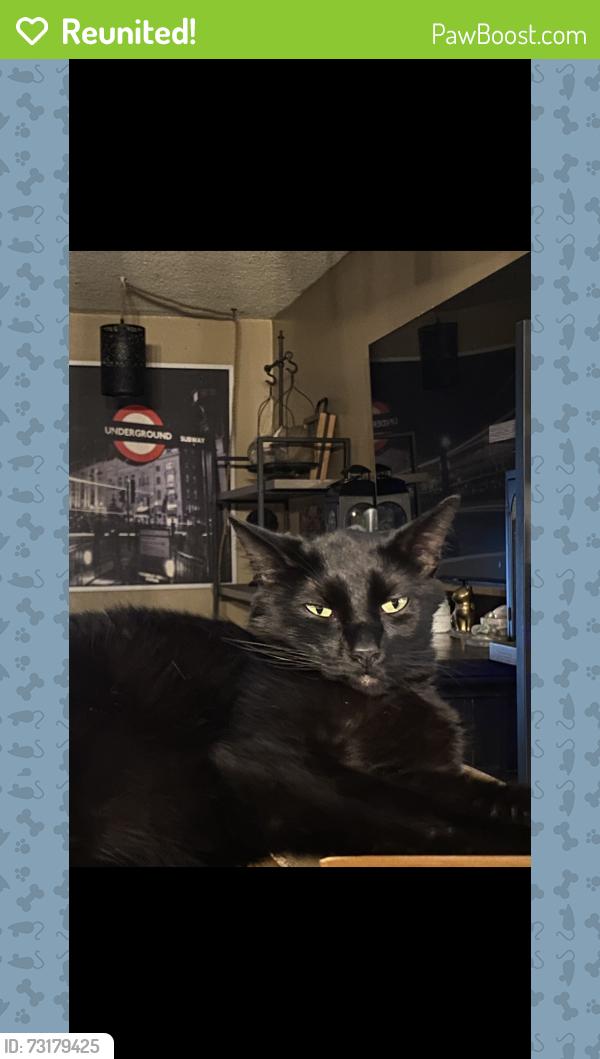 Reunited Male Cat last seen Near W Coolidge Ave, Anaheim, CA 92801, USA, Anaheim, CA 92801