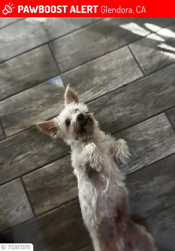 Lost Male Dog last seen big tree park, Glendora, CA 91740