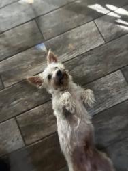 Lost Male Dog last seen big tree park, Glendora, CA 91740