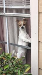 Reunited Male Dog last seen Near Kelly terrace Arlington tx 76010, Arlington, TX 76010